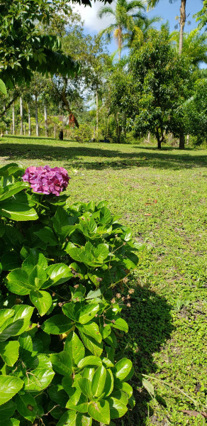 Chácara à venda Centro com 12000m² e 3 quartos por R$ 350.000 - 2124123203-a99405b4-d3e0-4e46-b948-02d9e18eed73.jpeg