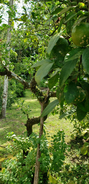 Chácara à venda Centro com 12000m² e 3 quartos por R$ 350.000 - 448883302-84a0b0c0-e6c7-4f76-b911-1227d15d32cb.jpeg