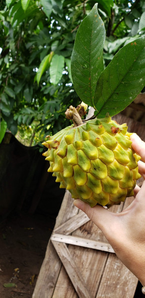 Chácara à venda Centro com 12000m² e 3 quartos por R$ 350.000 - 665212816-e384c9fd-b828-43b9-949e-26d3408ad888.jpeg