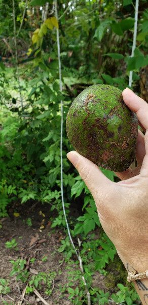 Chácara à venda Centro com 12000m² e 3 quartos por R$ 350.000 - 707764782-761b0a88-5172-4b8e-928d-24f975c5a11e.jpeg