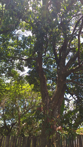 Chácara à venda Centro com 1557m² e 2 quartos por R$ 200.000 - 1229772508-0-img-20211115-wa0005.jpg