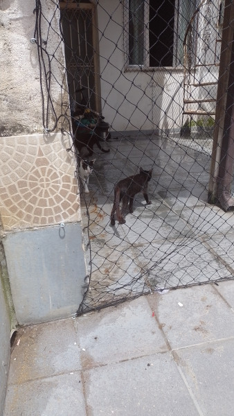 Casa à venda Praça Seca com 66m² e 4 quartos por R$ 200.000 - 795618402-img-20230213-wa0015.jpeg