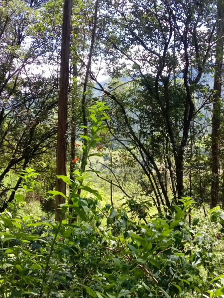 Terreno à venda CENTRO com 20000m² e 1 quarto por R$ 280.000 - 1809268932-12.jpeg