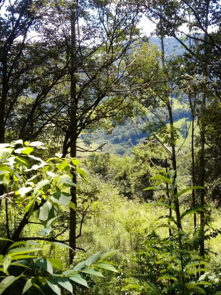 Terreno à venda CENTRO com 20000m² e 1 quarto por R$ 280.000 - 2067864839-11.jpeg