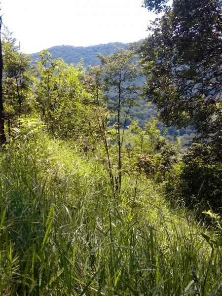 Terreno à venda CENTRO com 20000m² e 1 quarto por R$ 280.000 - 413457748-10.jpeg