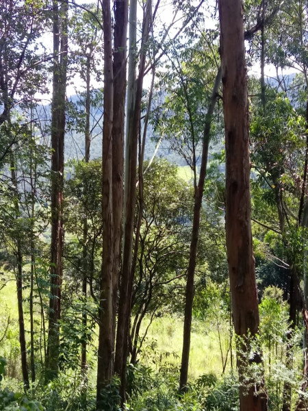 Terreno à venda CENTRO com 20000m² e 1 quarto por R$ 280.000 - 563673100-13.jpeg