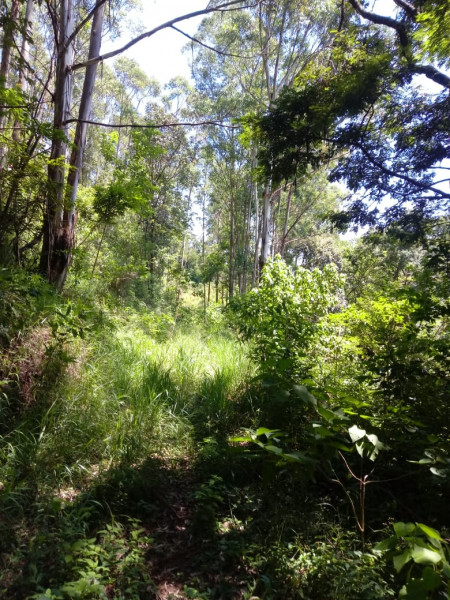Terreno à venda CENTRO com 20000m² e 1 quarto por R$ 280.000 - 785456420-15.jpeg