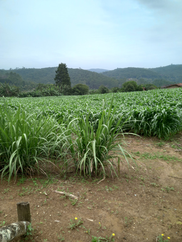 Sítio à venda Puris com 50000m² e 2 quartos por R$ 400.000 - 1361493093-20220115-110016.jpg