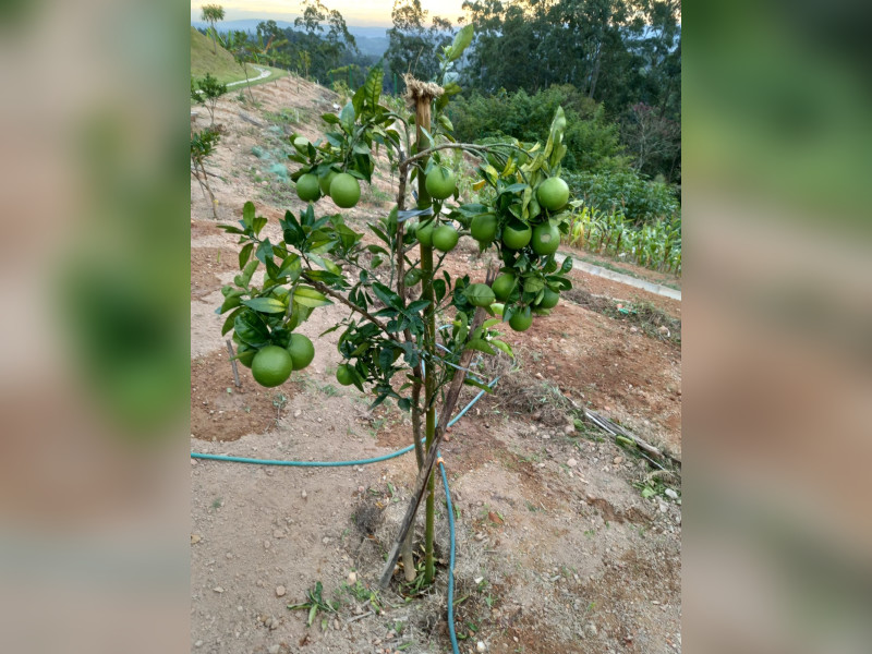 Terreno à venda Ecoville com 4000m² e 1 quarto por R$ 1.650.000 - img-20230315-wa0008.jpg