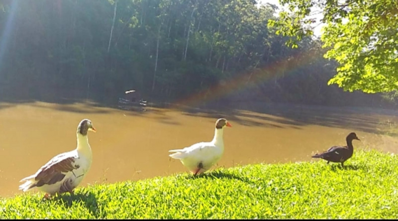 Chácara à venda Sao Vicente com 1370m² e 3 quartos por R$ 590.000 - 735338301-whatsapp-image-2022-08-17-at-13.jpg