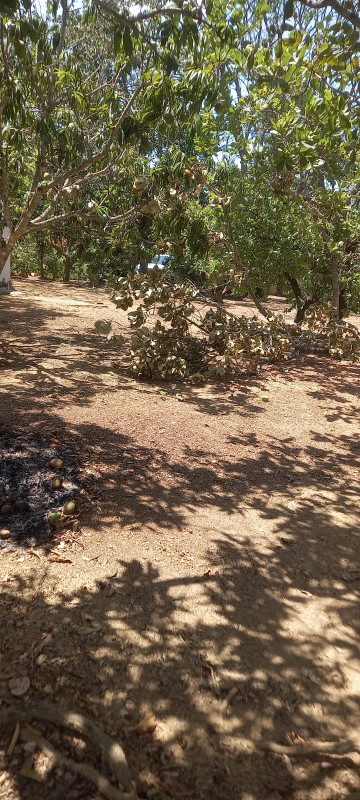 Chácara à venda Parque Santo Antonio com 21m² e 3 quartos por R$ 360.000 - 536813168-20231016-125817.jpg