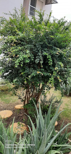 Casa à venda Jardim Murayama com 260m² e 3 quartos por R$ 1.200.000 - 1384136043-pe-jaboticaba.jpeg