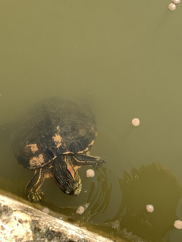 Sítio à venda Ouro fino com 72600m² e 3 quartos por R$ 1.500.000 - 409420833-08023d55-04c4-4e6d-a559-d2b0f0ecd184.jpeg