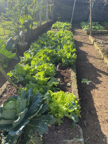 Sítio à venda Ouro fino com 72600m² e 3 quartos por R$ 1.500.000 - 444022657-5900b697-2937-4543-a6b8-4ec21d397e9b.jpeg