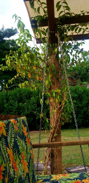 Sítio à venda Campina Verde com 21m² e 7 quartos por R$ 2.250.000 - 1737186856-whatsapp-image-2023-03-20-at-16.jpeg