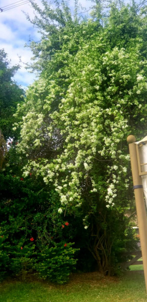 Sítio à venda Campina Verde com 21m² e 7 quartos por R$ 2.250.000 - 248781367-whatsapp-image-2023-03-20-at-16.jpeg