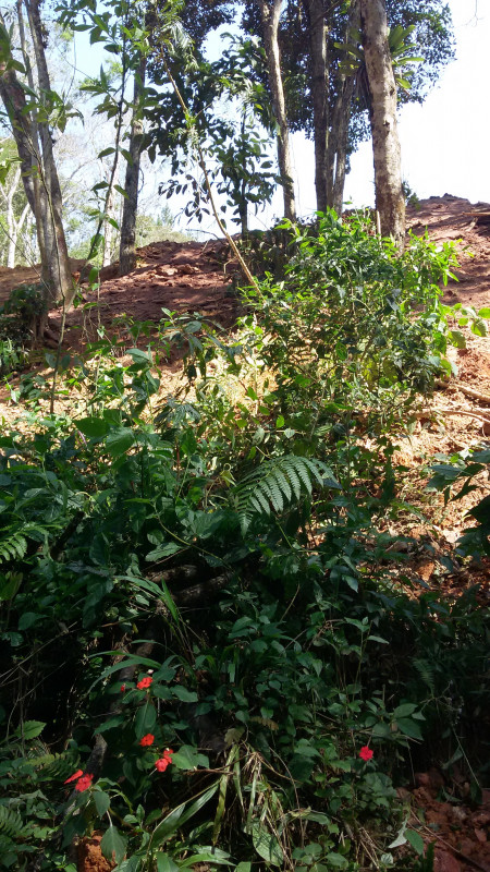 Terreno à venda Dos Pratas com 16000m² e 1 quarto por R$ 240.000 - 78020649-pratas-2.jpg