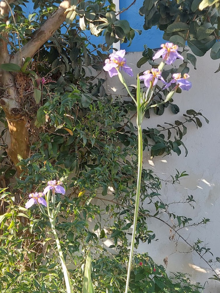 Terreno à venda Jardim Santa Rosa com 160m² e 1 quarto por R$ 400.000 - 307100885-espaco-jardim-2.jpg