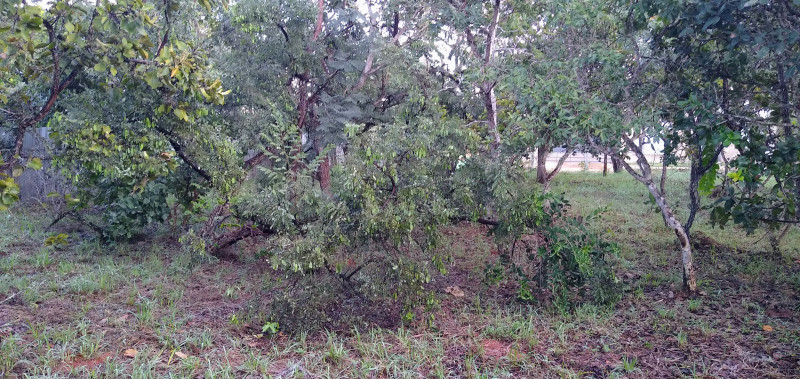 Terreno à venda Setor Habitacional Tororó (Santa Maria) com 873m² e 1 quarto por R$ 260.000 - 1761622120-img-20230409-064156702.jpg