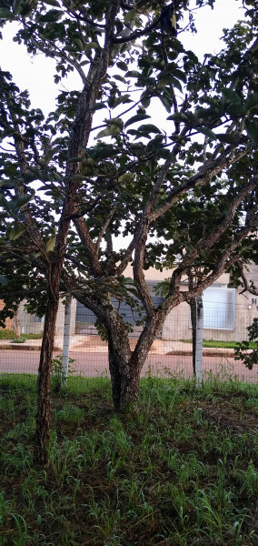 Terreno à venda Setor Habitacional Tororó (Santa Maria) com 873m² e 1 quarto por R$ 260.000 - 197087959-img-20230409-064105632.jpg