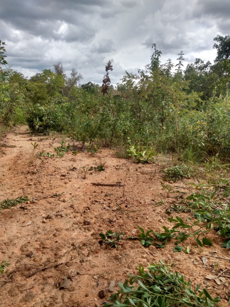Chácara à venda São José com 1300m² e 4 quartos por R$ 45.000 - 668111106-img-20220312-142314225-hdr.jpg