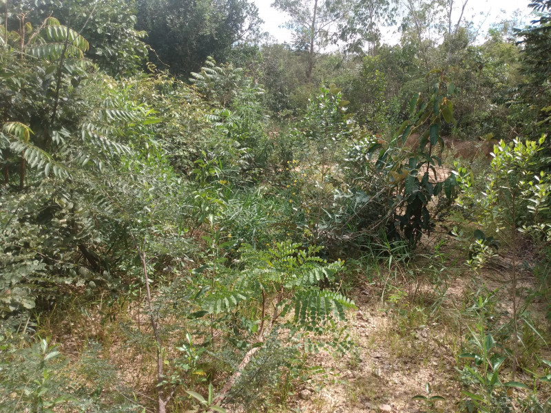 Chácara à venda São José com 1300m² e 4 quartos por R$ 45.000 - 847429736-img-20220312-102733742.jpg