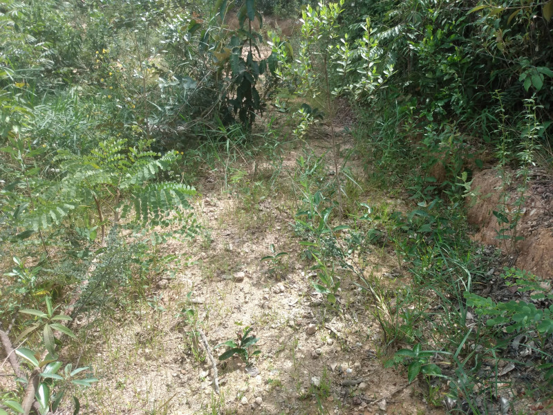 Chácara à venda São José com 1300m² e 4 quartos por R$ 45.000 - 864990942-img-20220312-102736203.jpg