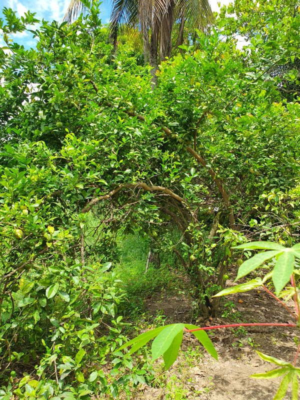 Terreno à venda Santa Rosa com 2700m² e 1 quarto por R$ 170.000 - 1033024384-20210227-113831.jpg