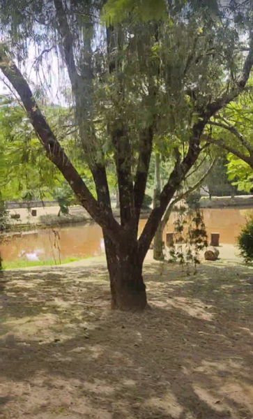 Terreno à venda Pinheirinho com 4894m² e 1 quarto por R$ 350.000 - 275934774-captura-de-tela-2023-04-24-162611.png