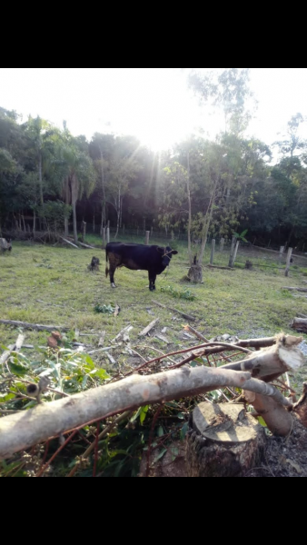 Terreno à venda belem velho com 160000m² e 1 quarto por R$ 55.000 - 212387702-screenshot-2023-02-20-20-56-11.png