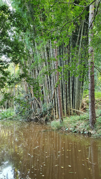 Chácara à venda Parque Florestal com 6000m² e 3 quartos por R$ 395.000 - 1265983352-bambuzal.jpeg
