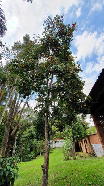 Chácara à venda Parque Florestal com 6000m² e 3 quartos por R$ 395.000 - 1425340082-gramado-2.jpeg