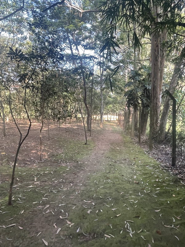 Terreno à venda Quinta dos Angicos com 500m² e 1 quarto por R$ 350.000 - 255786441-img-6114.jpeg