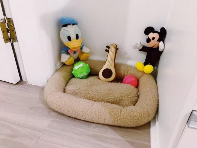 Apartamento para alugar Ilha Porchat com 50m² e 1 quarto por R$ 2.300 - 1311317232-299979915-7833076146734122-2990840823837273181-n.jpg
