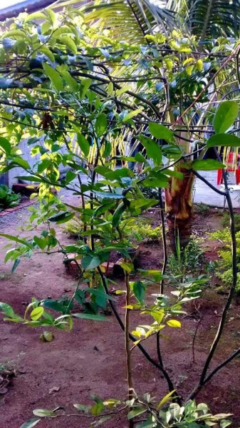 Casa à venda Vila Santa Terezinha com 65m² e 2 quartos por R$ 470.000 - 1743588017-img-20230111-wa0033.jpg