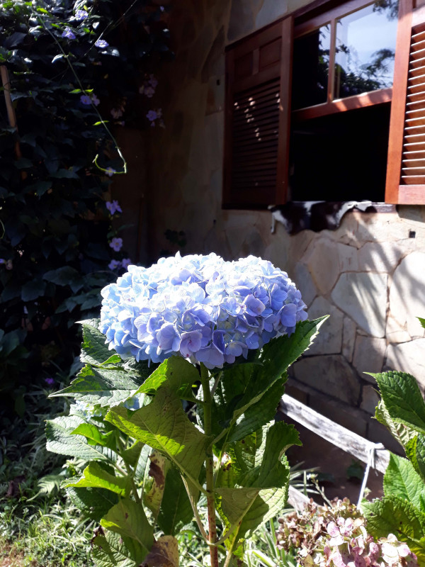 Sítio à venda CENTRO com 30000m² e 4 quartos por R$ 750.000 - 1036300789-20210501-141849.jpg