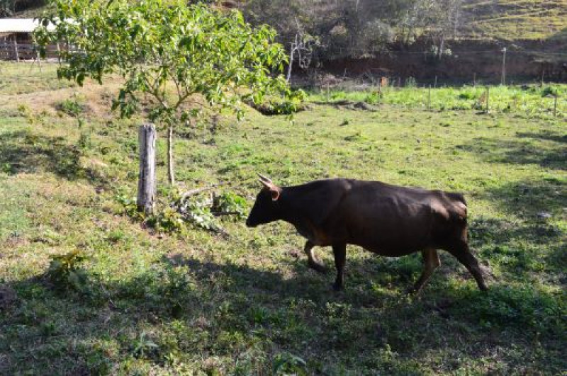 Sítio à venda CENTRO com 30000m² e 4 quartos por R$ 750.000 - 1046416812-dsc-0123.JPG