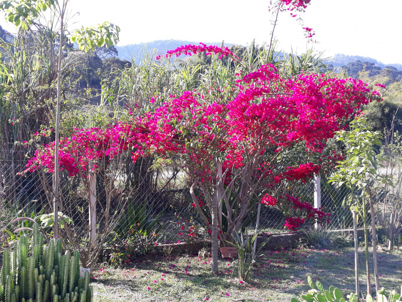 Sítio à venda CENTRO com 30000m² e 4 quartos por R$ 750.000 - 1483008214-20200913-153945.jpg