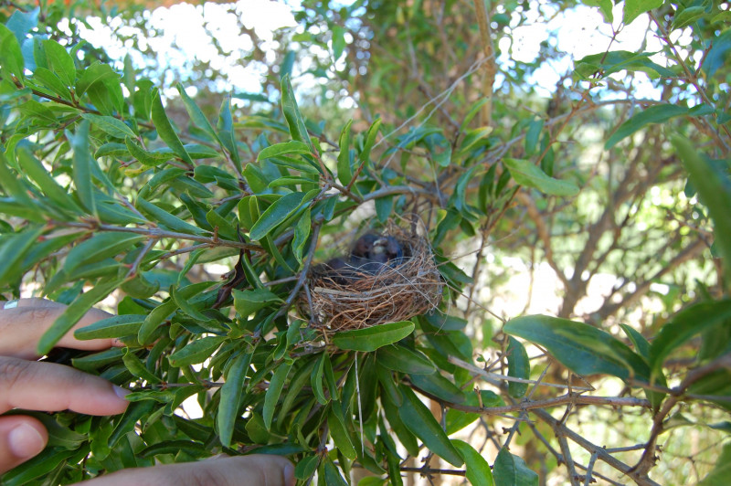 Sítio à venda CENTRO com 30000m² e 4 quartos por R$ 750.000 - 451189609-dsc-6906.JPG