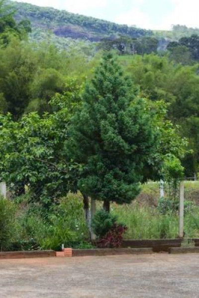 Sítio à venda CENTRO com 30000m² e 4 quartos por R$ 750.000 - 641371269-dsc-0438.JPG