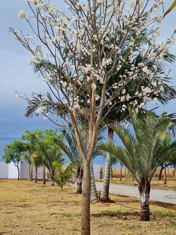 Chácara à venda Sobradinho com 20000m² e 4 quartos por R$ 1.550.000 - 244625162-20211002-092033.jpg
