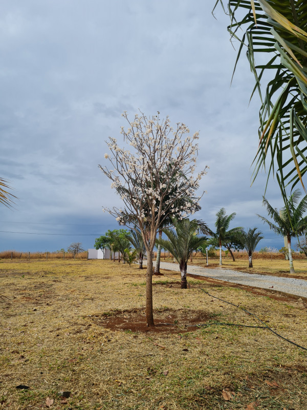 Chácara à venda Sobradinho com 20000m² e 4 quartos por R$ 1.550.000 - 533652257-20211002-092016.jpg