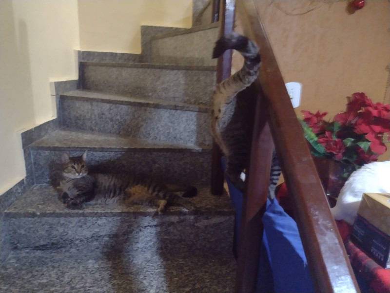 Casa de condomínio à venda Taquara com 75m² e 2 quartos por R$ 420 - 1497970236-img-20230529-wa0014.jpg