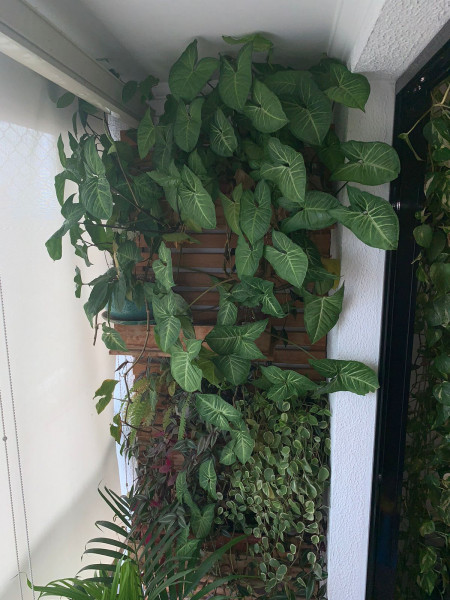 Apartamento à venda Vila Moinho Velho com 64m² e 2 quartos por R$ 465.000 - 675935149-whatsapp-image-2023-06-06-at-16.jpeg