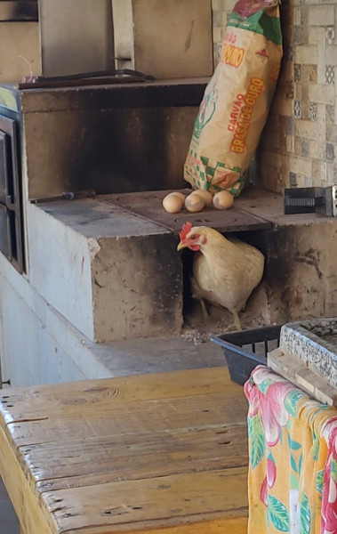 Chácara à venda Pinheirinho com 1070m² e 3 quartos por R$ 430.000 - 1327331258-screenshot-20230124-095159-whatsapp.jpg