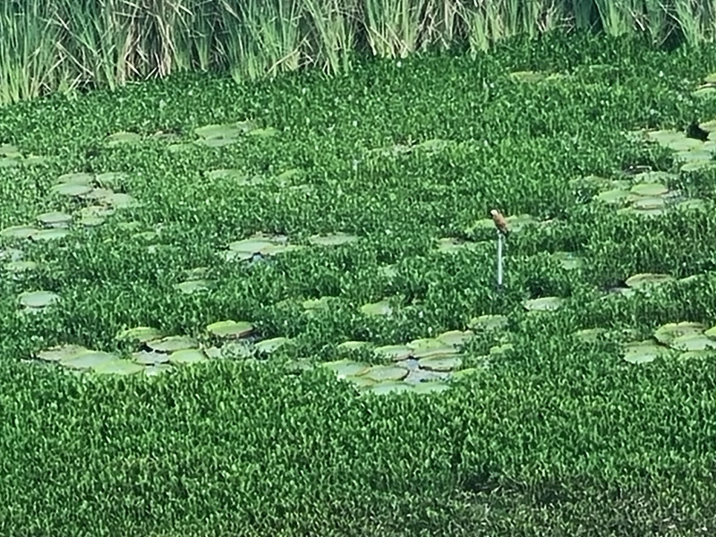 Casa à venda Generoso com 300m² e 4 quartos por R$ 1.500.000 - 20230124-065856.jpg