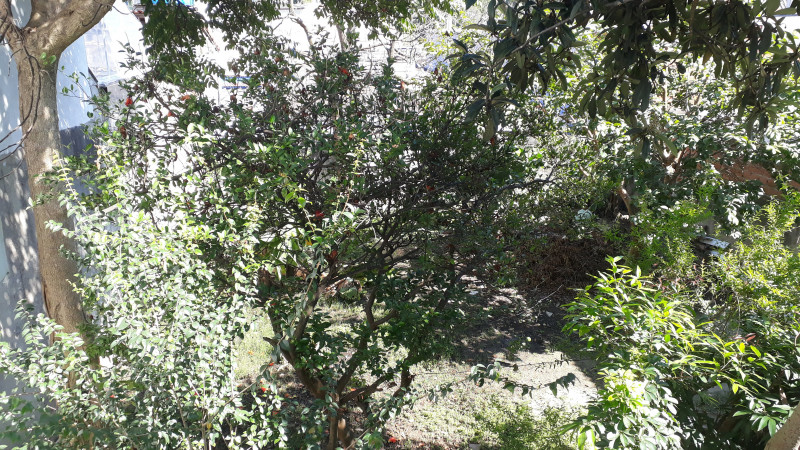 Casa à venda Jaguaré com 100m² e 3 quartos por R$ 499.000 - 2064187609-quintal-fundos-arvores.jpg