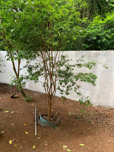 Casa de condomínio à venda Transurb com 276m² e 3 quartos por R$ 950.000 - 1096150868-63-quintal-vi.jpeg