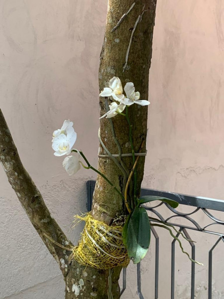 Casa de condomínio à venda Transurb com 276m² e 3 quartos por R$ 950.000 - 1857269461-11-arvore-com-orquidea.jpeg