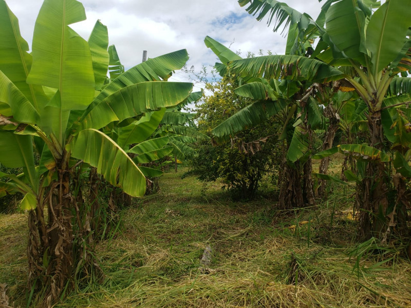 Sítio à venda Centro com 24m² e 3 quartos por R$ 650.000 - 531089520-img-20230707-wa0014.jpg